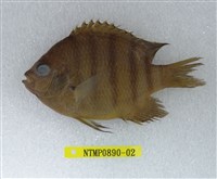 藏品(孟加拉豆娘魚)的圖片